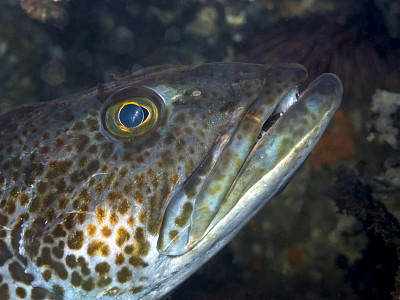 灵鳕鱼(Ophiodon elongatus)图片下载