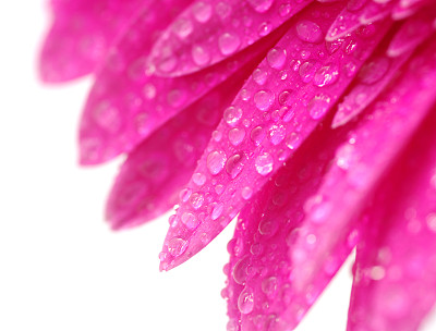 抽象的花瓣图片下载