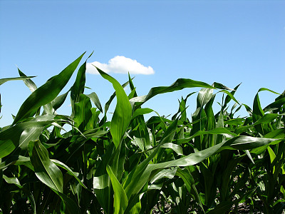 年轻的玉米田图片下载
