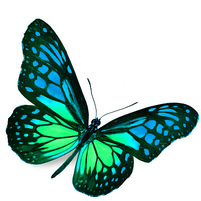 蝴蝶照片素材ID：168360298