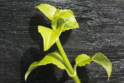 绿色的树叶图片下载