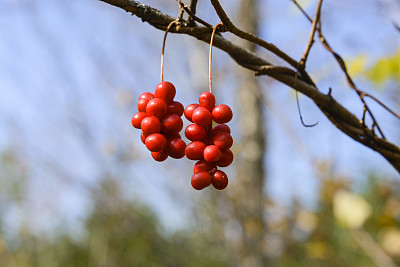 刷果五味子。图片下载
