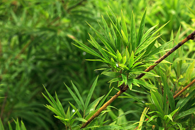 叶竹图片下载