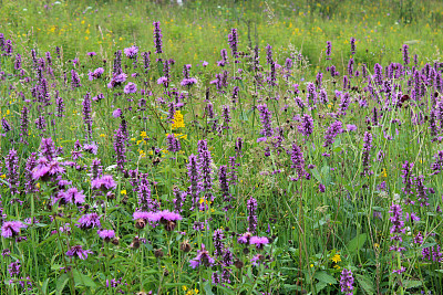 金龟子美丽的花朵图片下载