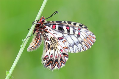 蝴蝶-南花蝶图片下载