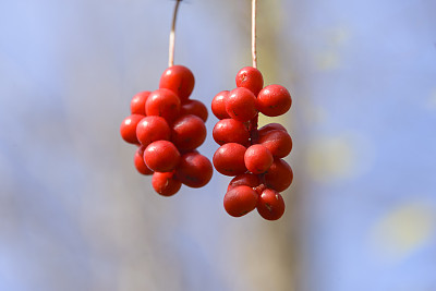 刷果五味子。图片下载