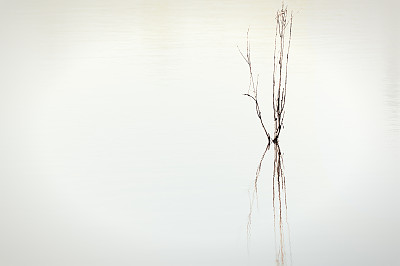 极简的雾和树枝在水中的倒影图片下载