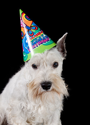 生日的狗图片下载
