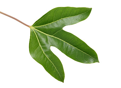 登德罗帕纳克斯三叶草叶图片下载