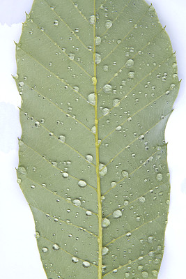 叶子上的水滴图片下载