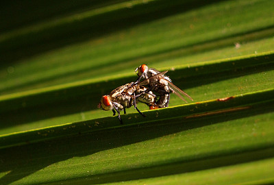 蚊子交配图片下载