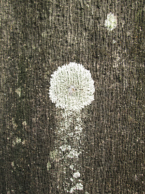 树皮上的地衣图片下载