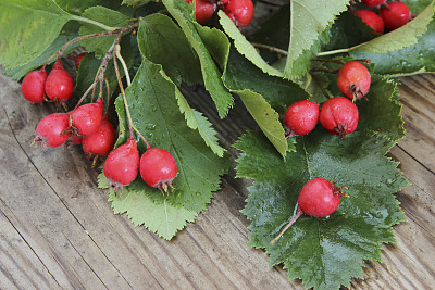 秋天的木制背景与山楂浆果素材图片