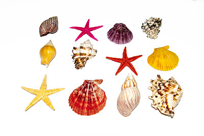 收集海贝图片下载