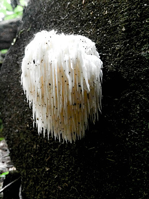 熊的头和牙齿真菌图片下载