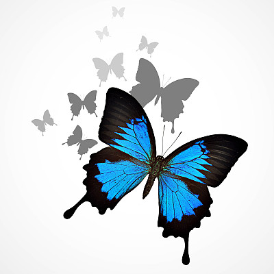 色彩斑斓的蝴蝶图片下载