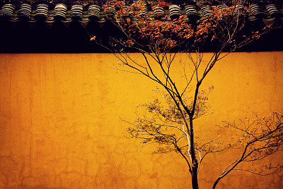 单秋树对黄色的墙背景图片下载