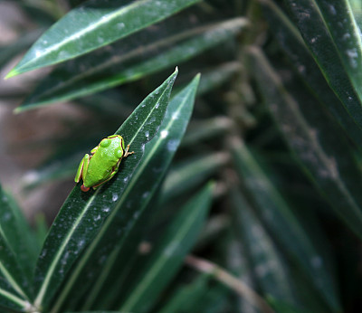 树蛙图片下载