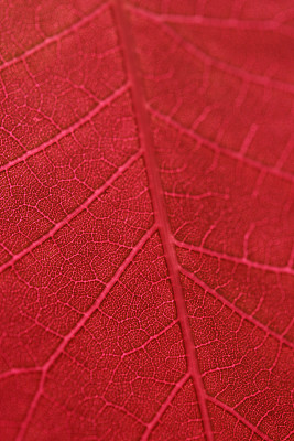 红色的叶子静脉图片下载