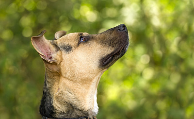 奇怪的狗图片下载