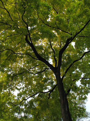 绿色的树图片下载