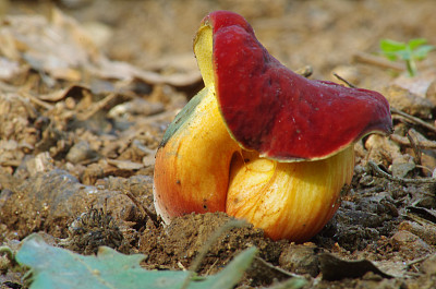 地上生长的蘑菇特写镜头图片下载