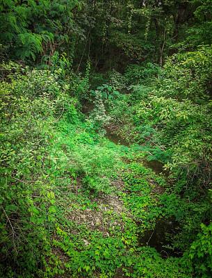 森林从上面图片下载