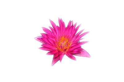 白色背景上的粉色莲花图片下载