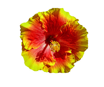 芙蓉花夏威夷图片下载