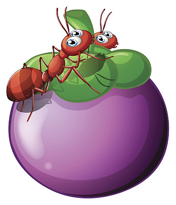 紫果与两只蚂蚁图片下载