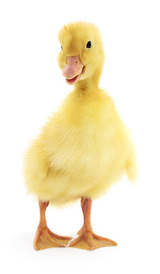 一个黄色的小鸭子图片下载