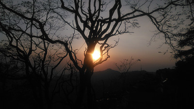 树后的太阳图片下载