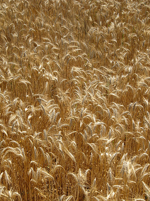 干草田的特写图片下载