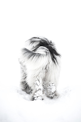 美丽而平静的尾巴在冬天的气氛中图片下载