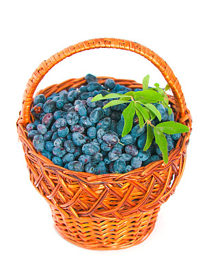 忍冬属植物的浆果图片下载