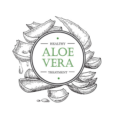 矢量手绘植物芦荟。图片下载