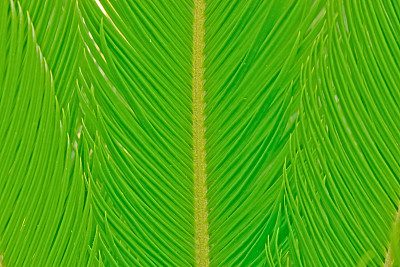 蕨类植物的叶子。图片下载