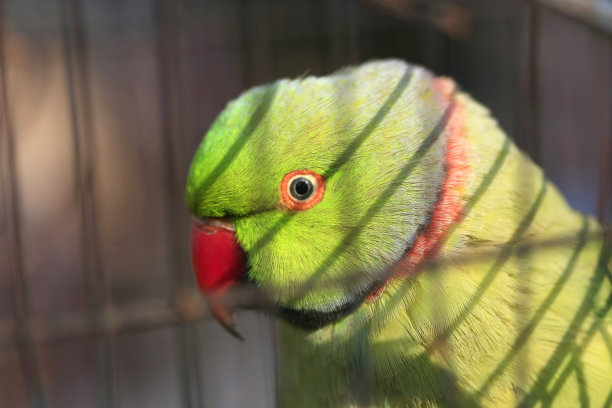 亚历山大鹦鹉图片下载