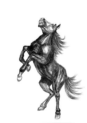 马草图图片下载