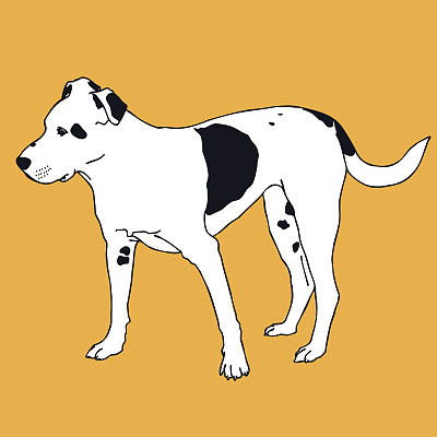 聪明的黑白狗的颜色。亲爱的可爱的宠物。图片下载