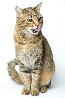 可爱的欧洲小猫孤立白色背景，动物肖像图片下载