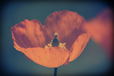褪色的花图片下载