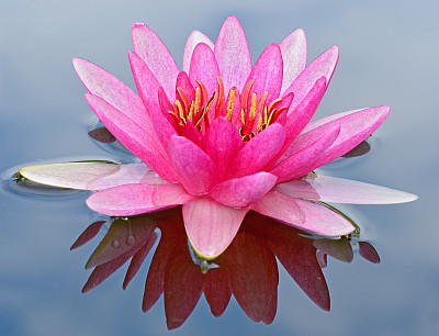 粉红色的睡莲图片下载