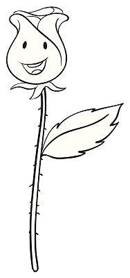 玫瑰草图图片下载