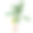 孤立的棕榈树。穆萨acuminata香蕉图片下载