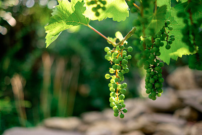 甜美可口的白葡萄串在藤上素材图片