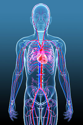 男性的循环系统图片下载