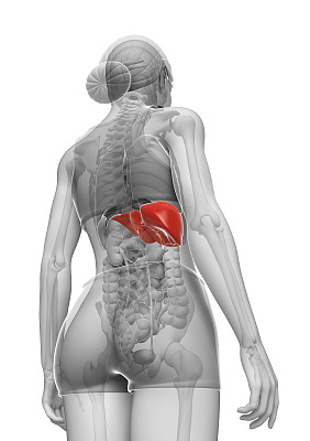 女性肝脏解剖学图片下载