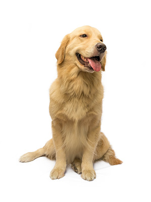 金毛猎犬等图片下载