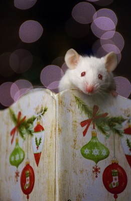 假日鼠标图片下载